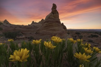 Striking sunset over the unique rock formations of Coyote Buttes in the Paria Canyon-Vermilion