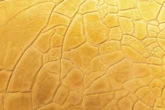 A close-up view of dry, cracked golden mud forming unique abstract patterns across a surface