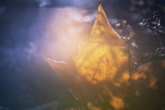 Detailed view of a golden-brown leaf, translucent and backlit by gentle autumn sunlight, creating