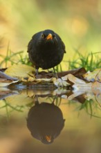 A blackbird, the European Blackbird (Turdus merula), standing in shallow water surrounded by fallen