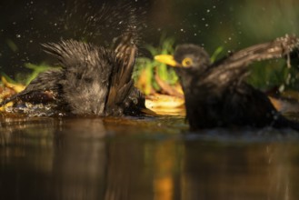 Two common blackbirds, Turdus merula, splashing water around as they bathe in a small garden pond,