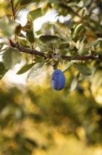 A close-up captures a ripe plum hanging from lush green tree branches, set against a soft focus