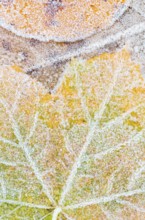 A close-up of colorful maple and cottonwood leaves blanketed with delicate early morning frost,