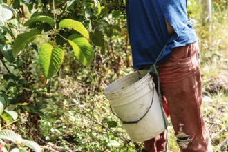 A farmer in Colombian countryside picks ripe blackberries, placing them into a white plastic bucket