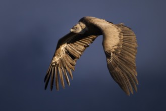 A Griffon Vulture soars majestically through the sky above Alicante, Spain, displaying its