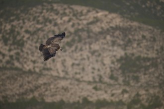 A Griffon Vulture soars effortlessly over Alicante, Spain, displaying its impressive wingspan The