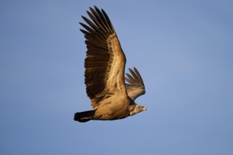 A griffon vulture glides effortlessly across a clear blue sky, showcasing its expansive wings and