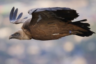 A close-up of a griffon vulture flying low, displaying its impressive wings and sharp gaze Captured