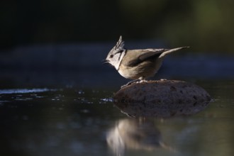 A crested tit, Lophophanes cristatus, perches on a rock at the edge of a pond, its reflection