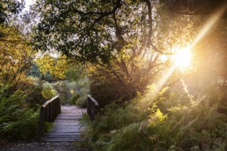 A serene wooden bridge basked in the golden glow of sunset at the Cabaneros National Park, located