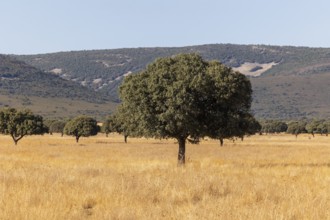 Majestic oak trees scattered across the golden grasslands of Cabaneros National Park at the