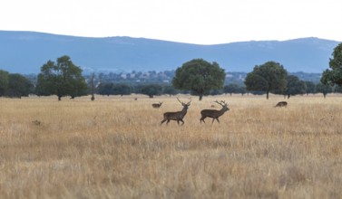Stunning image capturing deers grazing in the golden sunset of Cabaneros National Park, located in