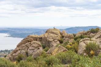 An adult Spanish ibex on rugged boulders overlooking sprawling landscapes and a distant city