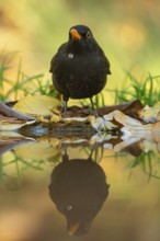 A Common Blackbird, Turdus merula, is pictured in a serene autumn setting, its crisp reflection