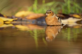 A serene Chaffinch, a common European bird species, reflects in the calm waters of a forest creek