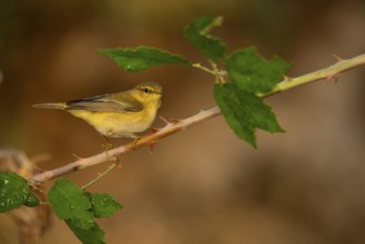 A delicate Willow Warbler strikes a poised pose on a thorny branch, complemented by soft leaves in
