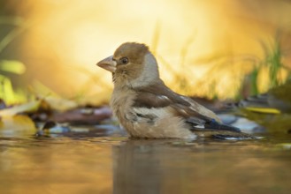A Hawfinch bird stands partially submerged in water amidst fallen autumn leaves, bathed in soft,