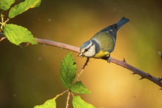 A vibrant blue tit (Cyanistes caeruleus), characterized by its blue and yellow plumage, perches