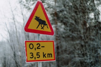 A frosty moose warning sign stands alert amidst a snow-covered landscape in Swedish Lapland. Icy