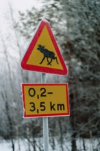 A vibrant triangular moose warning sign along a snow-covered road in Swedish Lapland, signaling