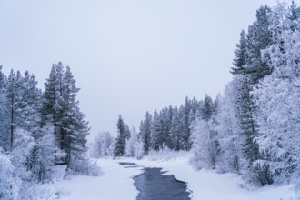 A serene winter scene of a river meandering through a snow-covered forest in Swedish Lapland.
