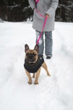 A person walks their dog on a snowy path, highlighting the joy of winter outdoor activities. The