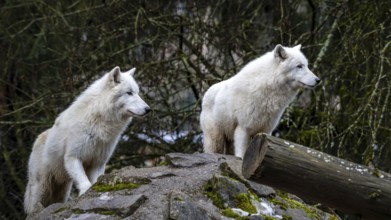 A pair of Arctic wolves (Canis lupus arctos), displaying their thick white fur, sits atop a mossy