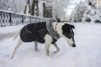A dog wearing a cozy winter coat strolls along a snow-covered path. The snowy landscape and trees