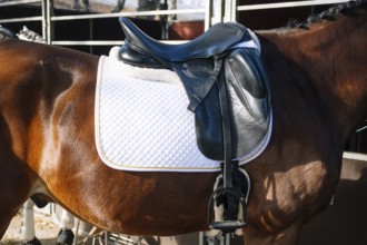 Close-up image of a luxurious black dressage saddle placed on a white quilted saddle pad, perfectly