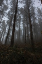 A misty forest scene captures towering trees shrouded in fog, evoking a sense of mystery and