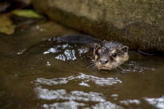 Captivating image of a wet nutria emerging from a waterway, with its face focused and alert, taken