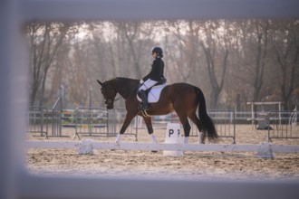 A rider performs classical dressage on a brown horse in an outdoor arena, surrounded by autumn