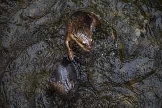 Top view of a playful nutria swims and interacts with its surroundings in the tranquil waters of