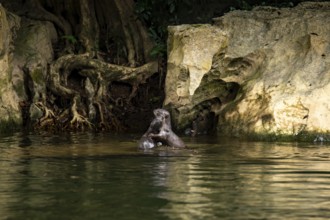 Two nutrias engage playfully in a serene water body within Khao Sok National Park, Surat Thani,