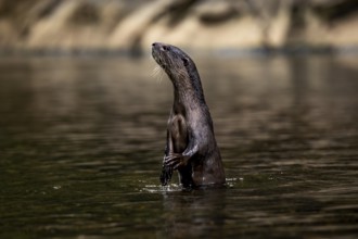A single nutria stands upright in the tranquil waters of Khao Sok National Park, located in Surat