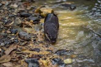 A nutria cautiously ventures into a quiet river, surrounded by rocky shores and dense foliage in