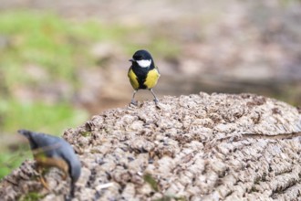 A vividly colored Great Tit, Parus major, stands alert on a textured tree stump, surrounded by