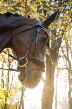 A striking close-up of a horse's head, adorned with elegant dressage tack, set against a luminous