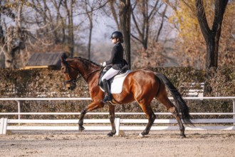 A skilled equestrian expertly guides a horse in a classical dressage display, showcasing the