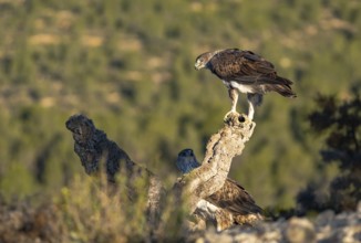Two Bonelliâ€™s Eagles are majestically perched atop a weathered branch, with the verdant hills of