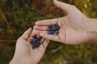 Cropped unrecognizable hands holding a handful of ripe blueberries, set against a blurred natural