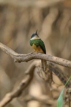 A small bird sits on a branch in a blurred forest background, conveying tranquillity, Rufous-tailed