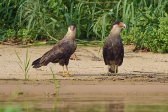 Two birds of prey standing side by side on a grassy riverbank, Crested Caracara (Caracara plancus),