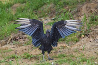 Black vulture with outstretched wings on an earthy surface, Raven vulture (Coragyps atratus),