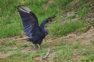 A vulture with slightly raised wings in green surroundings, Raven Vulture (Coragyps atratus),