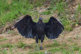 A black vulture with outstretched wings standing on grassy ground, Raven Vulture (Coragyps