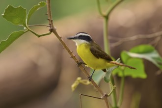 A small yellow bird sitting on a branch, surrounded by green nature, Sulphur-masked Flycatcher