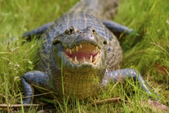 A caiman in the grass with its mouth open, teeth visible and head on the ground, spectacled caiman