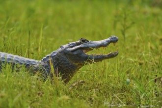 A caiman in tall grass, lying on its side with its mouth slightly open, spectacled caiman (Caiman