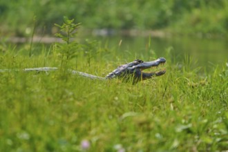 A caiman can be seen half in the dense grass, near a body of water, Spectacled caiman (Caiman